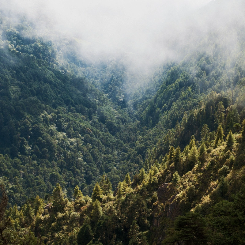 treeking images-07